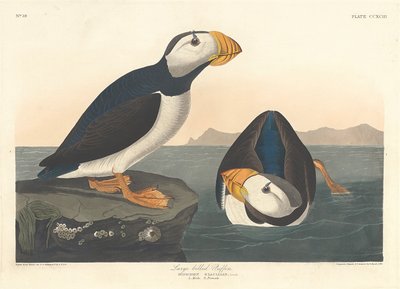 Large-billed Puffin by John James Audubon